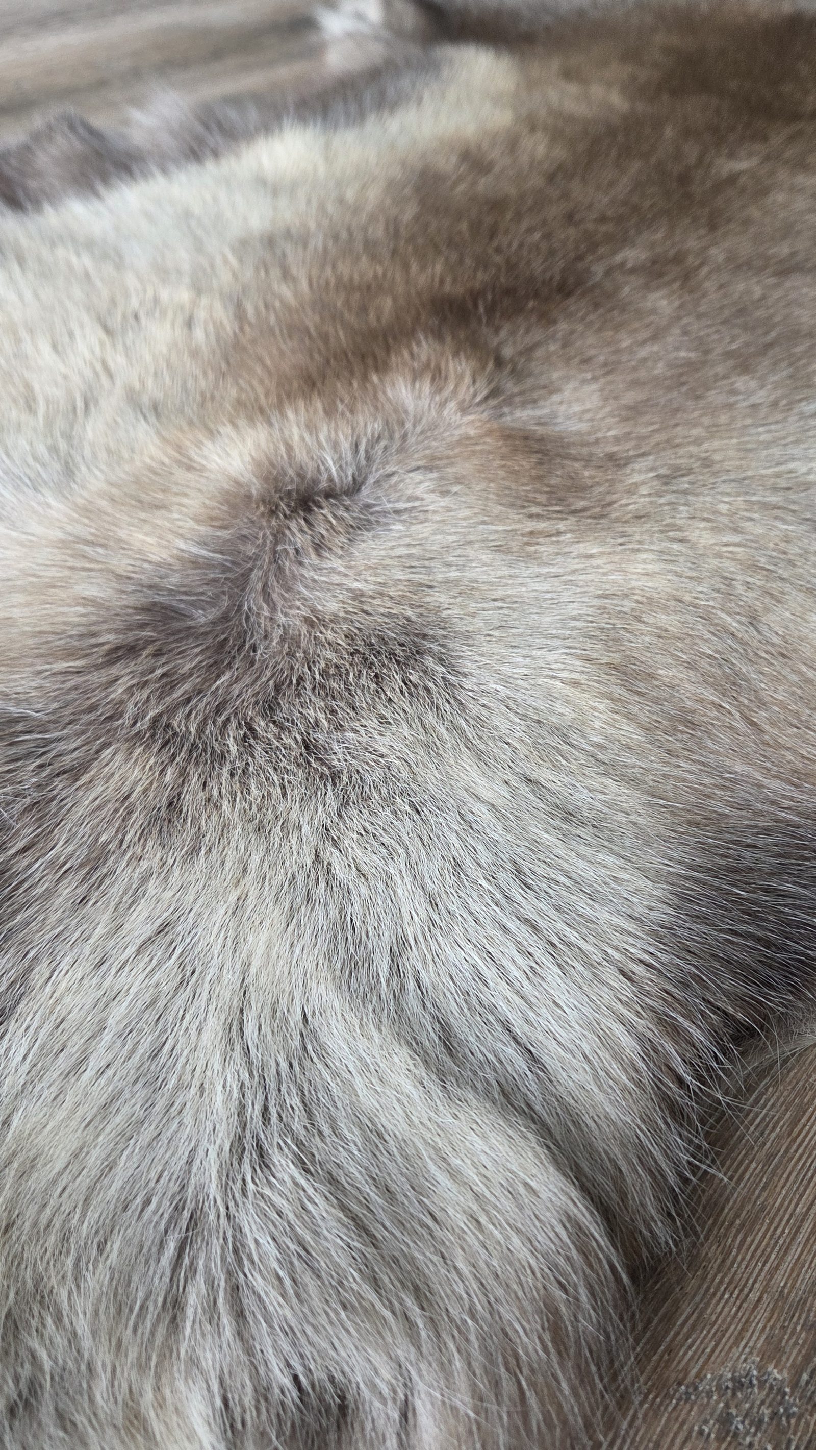 Naturel rendierhuid, detail 2