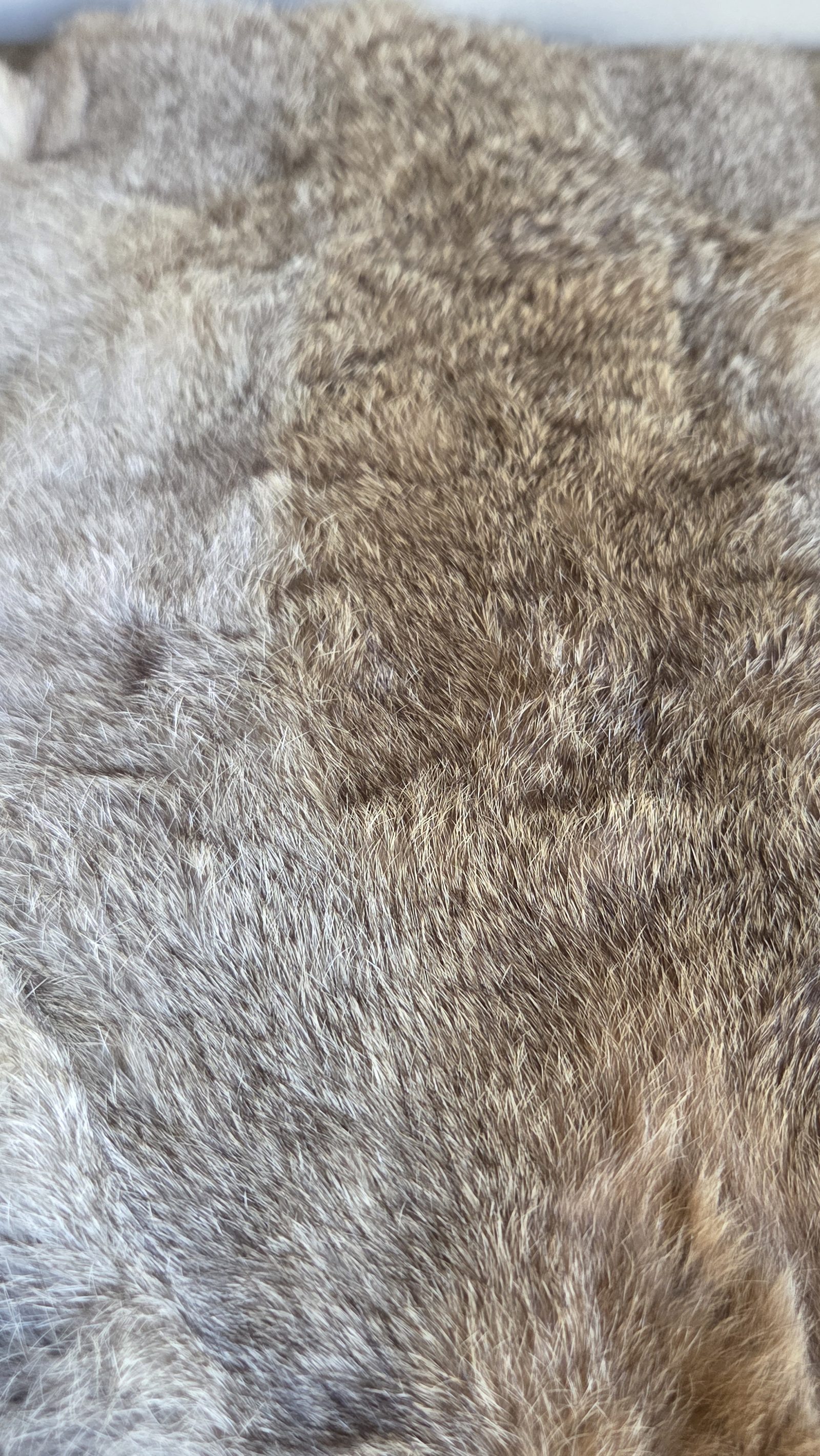 Naturel konijnenvel grijsbruin, detail 2